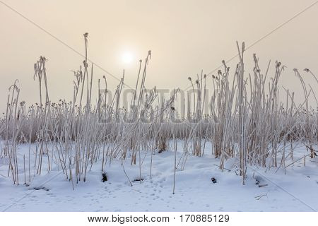 lake in winter. Location: Comana Natural Park Romania.