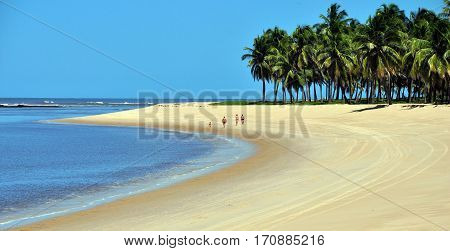 gunga beach, a beautiful brazilian beach close to maceio