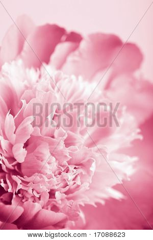 Fondo de flores de peonía rosa abstracta