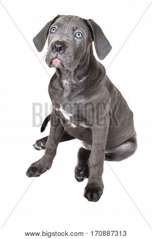 Gray Cane corso puppy isolated on a white background