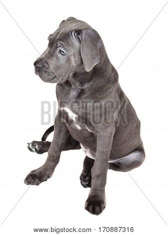 Gray Cane corso puppy isolated on a white background