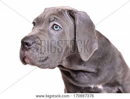 Gray Cane corso puppy isolated on a white background