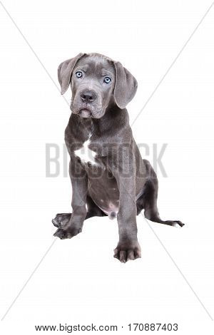 Gray Cane corso puppy isolated on a white background