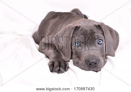 Gray Cane corso puppy isolated on a white background