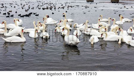 White Swans, Wild Ducks And Gulls Swimming In Sea Water In Winter. Fighting Seagulls Beg For Food Fr