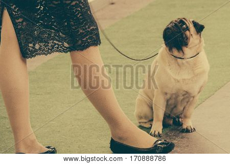 Cute pug dog looking at the owner. Retro.