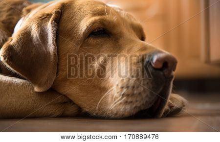 melancholy adult golden brown labrador asleep on the kitchen
