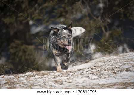 Purebred dog Australian Cattle Dog (ACD) walking in nature. He seems a bit tired but happy. His coat grey colour give him old look.