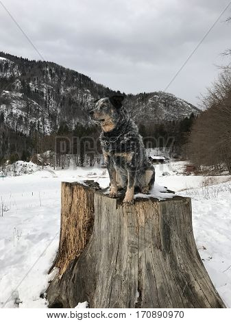 Purebred dog Australian Cattle Dog (ACD) sitting on a big tree stump. He is waiting and looking to the future. It is cloady weather.