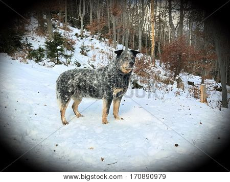 Purebred dog Australian Cattle Dog (ACD) standing in snow. He is waiting for herding work with cows. He has old grey colour of coat and cute black ears. Photography with filter.