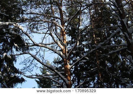 Trees against sky winter sunny weather photo