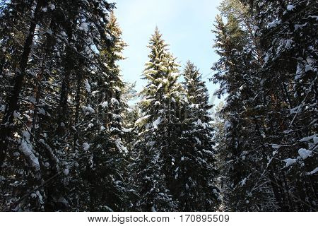 Trees against sky winter sunny weather photo