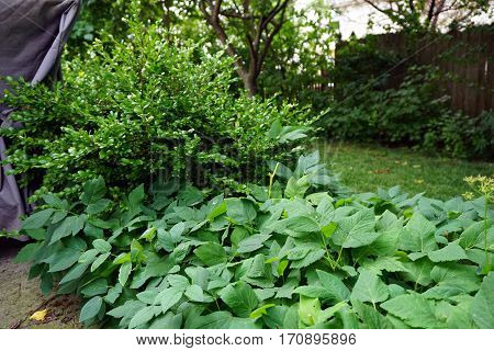 Snow-on-the-mountain plants (Aegopodium podagraria) and Korean boxwood (Buxus sinica) growing in a garden behind a house in Joliet, Illinois during June.
