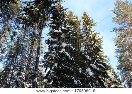 Trees against sky winter sunny weather photo