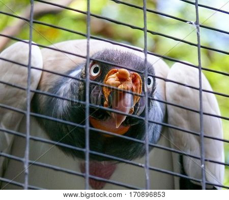 King Vulture, Sarcoramphus papa, Falconiformes, Bird of Prey