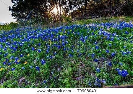 Texas Bluebonnets At Muleshoe Bend In Texas.