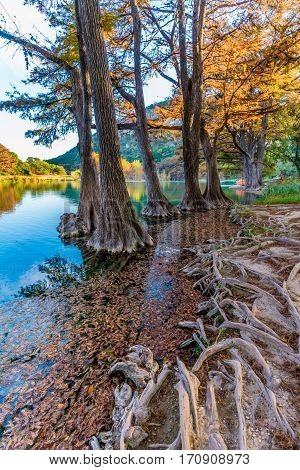 Fall Foliage From the Trees Lining the Crystal Clear Frio River at Garner State Park Texas.