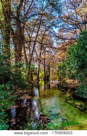 Fall Foliage On The Crystal Clear Frio River In Texas.