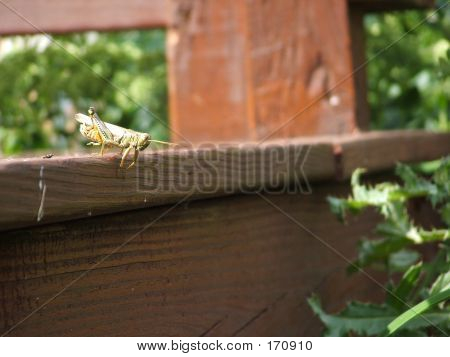 Grasshopper1