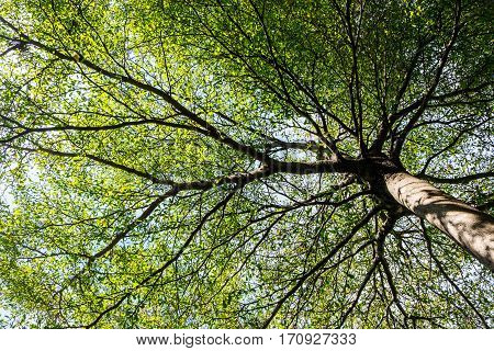 Bottom view of tree in sunny day