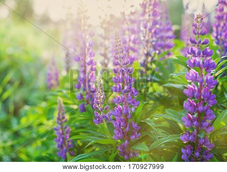 Beautiful summer meadow with wild lupine flowers on the sunset light, shallow dof.