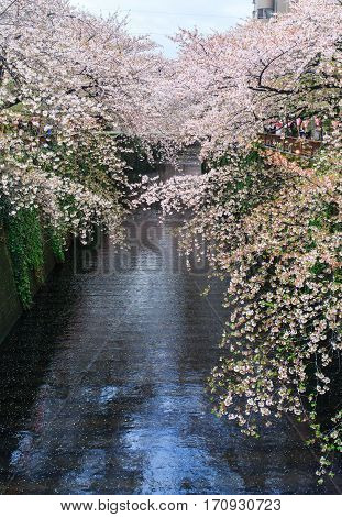 Sakura. Cherry blossom at Nakameguro Canal in Meguro Tokyo Japan.