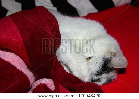 awakening contentedly black and white kitten cover blanket