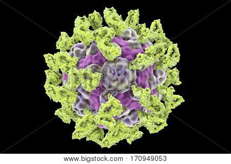 Parechovirus with attached integrin molecules which serve as cell receptors isolated on black background, 3D illustration