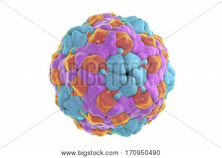 Human Parechovirus on white background, 3D illustration. Parechoviruses cause respiratory, gastrointestinal infections, are associated with brain damage and developmental disorders in neonates