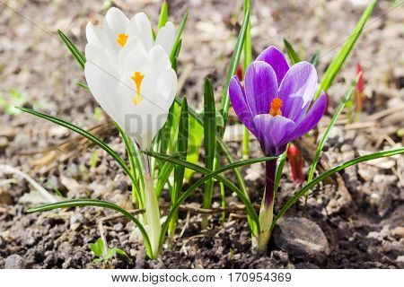 Two purple and one white flowers of the crocus vernus closeup