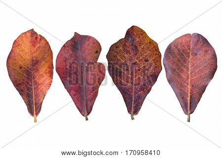 Malabar almond isolate withe background Terminalia catappa.