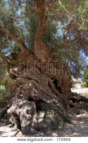 Vouves Olive Tree