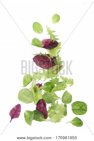 Salad leaf. Lettuce isolated on white background
