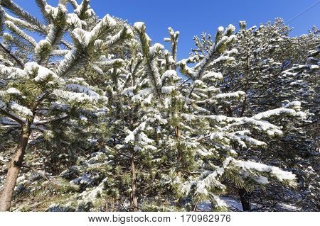 forest area, planted with spruce and pine. On the branches of fir trees is white snow after a snowfall. Blue sky, close-up photograph in the winter season.