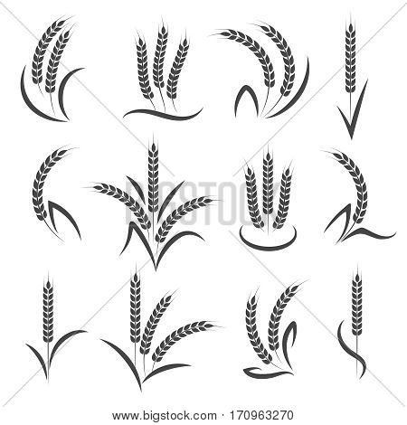 Wheat or barley ears branch isolated on white background. Seeds and grains harvest symbols for logo design. Vector illustration