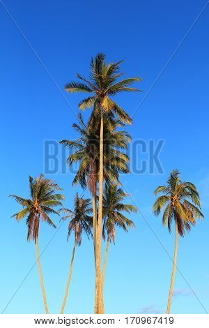 Coconut plam tree on blue sky background