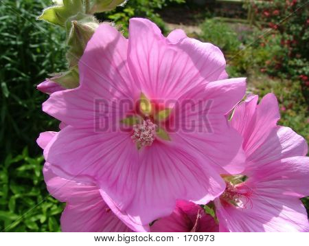 Blomst