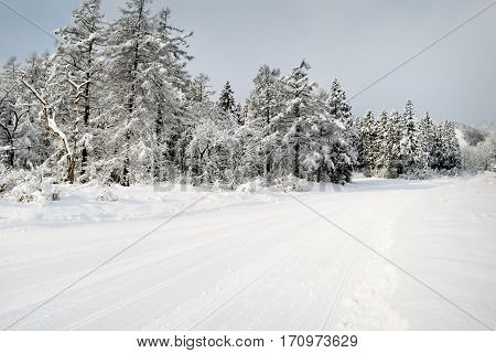 Groomed snow trail in Myoko, Japan. The snow covered trees can be fully appreciated in the early morning quiet.