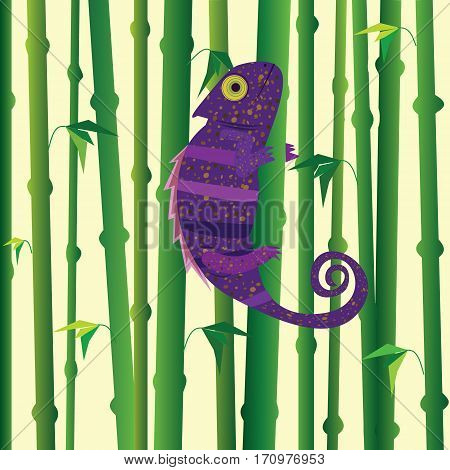 Violet chameleon walking on green bamboo. Bamboo forest background.