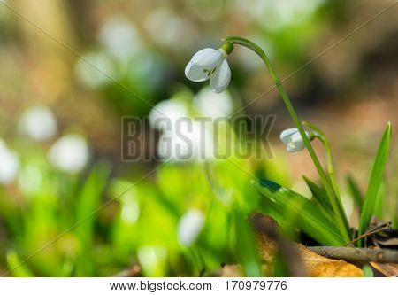 Beautifull Snowdrops Galanthus Plicatus In Spring Forest