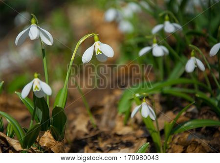 Beautifull Snowdrops In Spring Forest