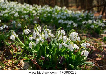 Beautifull Snowdrops In Spring Forest