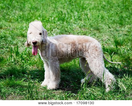 Bedlington Terrier Standing