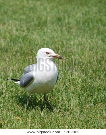 Sea Gull