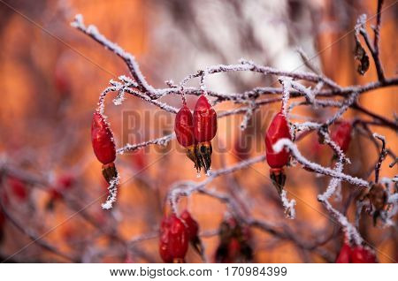 The Briar Bush Covered By The Snow