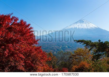 Mount Fuji and maple tree