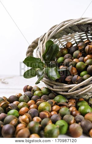 Macadamia nuts harvest close up in shell