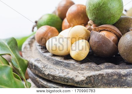 Macadamia nuts harvest close up in shell