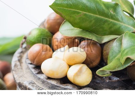 Macadamia nuts harvest close up in shell