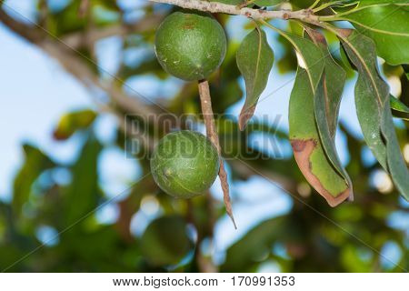 Macadamia nuts on the evergreen tree macadamia plantation - expensive fat nuts